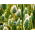 Pasto canario - 