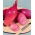 Cebola Rosa F1 - 100 gramas - 