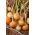 Onion Wega F1 - 100 grams
