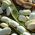 Bean Karo - for dry seeds