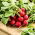 Radish Helro - Era - akar bulat merah - 