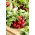 Radish Helro - Era - akar bulat merah - 