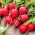 Radish Rumba F1 - röda runda rötter - 