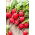 Radish Rumba F1 - röda runda rötter - 