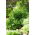 Daun mustard Green Fire F1; mustard coklat, mustard cina, mustard india, mustard oriental - 