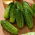 Cetriolo campestre Traper F1 - SEMI A NASTRO CON IDROGEL
