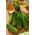 Cetriolo campestre Traper F1 - SEMI A NASTRO CON IDROGEL