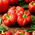 Peperone rosso rotondo a forma di pomodoro &quot;Olenka&quot; - 10 grammi - 
