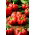Pimiento rojo redondo en forma de tomate &quot;Olenka&quot; - 10 gramos - 