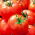 Pomodoro di campo Sycamore - varietà precoce, deliziosa e tenera