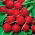 Radish ‘Carmine’ - round, large, delicious roots
