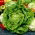 Butterhead lettuce Dippego - varietas terlambat - 