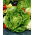 Butterhead lettuce Dippego - varietas terlambat - 