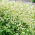Hrișcă organică - plantă meliferă - 100 grame - 