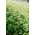 Hrișcă organică - plantă meliferă - 100 grame - 