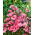 Mølleblomst - lys lyserød - Clarkia elegans - Sart, langblomstrende etårig - Friske frø