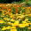 Orvosi körömvirág - mézelő növény - Calendula officinalis - 100 g - Erőteljes növekedés, gyönyörű virágok - Friss vetőmagok
