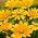 Black-eyed Susan Green Eyes - variété bicolore - 