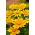 Black-eyed Susan Green Eyes - variété bicolore - 