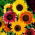 Sunflower - Mixed - Helianthus annuus - 100 g - Tall, Multi-Hued Garden Giants - Fresh Seeds