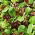 Fresh Leaves - Family Selection - for cultivation in boxes