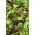 Fresh Leaves - Family Selection - for cultivation in boxes