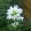 Campanula Agglomerata - Miscuglio - Campanula glomerata - Fioriture vivaci per aiuole estive - Semi Freschi