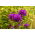 Campanula Agglomerata - Miscuglio - Campanula glomerata - Fioriture vivaci per aiuole estive - Semi Freschi