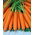 Carrot Nantes 5 - Fantazja - một giống sớm trung bình - 