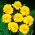 Marigold français Petite Gold - 