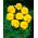 Marigold français Petite Gold - 