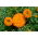 Calendula messicana Pollux Orange; Calendula azteca - 