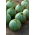 Nice Zucchini - quả hình cầu; quả bí - 