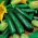 Zucchini Partenon F1 – Samen