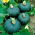 Obria tekvica Sweet Mama F1 - 