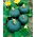 Obria tekvica Sweet Mama F1 - 