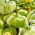 Tomatillo; Mexikansk skaltomat - 