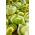 Tomatillo; Mexikansk skaltomat - 