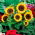 Sierzonnebloem Big Smile - grote gele bloemen - 