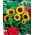 Sierzonnebloem Big Smile - grote gele bloemen - 
