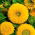 Girasole ornamentale a fiore doppio Nieder Sonengold - 