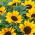 Girasol ornamental Suntastic F1: variedad de bajo crecimiento para macizos de flores - 