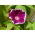 Common morning glory - Morning Call; høj morning glory, purpur morning glory - 
