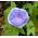 Common morning glory - Morning Call; høj morning glory, purpur morning glory - 