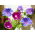 Common morning glory - Morning Call; høj morning glory, purpur morning glory - 