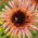 Fleurs polonaises Tournesol de taille moyenne &quot;Astra Rose&quot; - 