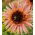Fleurs polonaises Tournesol de taille moyenne &quot;Astra Rose&quot; - 