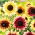 Laagblijvende sierzonnebloem Finesse - 