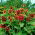 Medium tall ornamental sunflower "Cherry Queen"