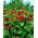 Medium tall ornamental sunflower "Cherry Queen"